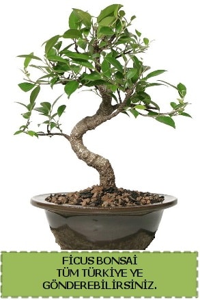 Ficus bonsai  Tokat cicekciler , cicek siparisi 